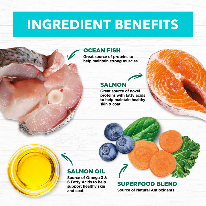 Ivory Coat Kitten Grain Free Ocean Fish & Salmon