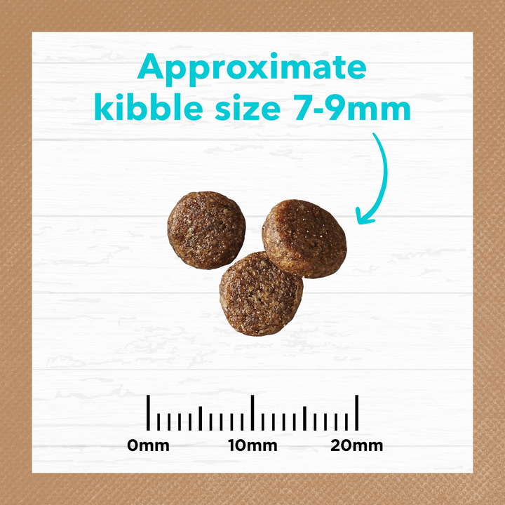 Ivory Coat Kitten Grain Free Ocean Fish & Salmon