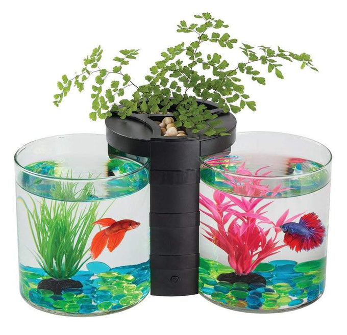 Blue Planet Betta Planter Twin Black 2Lt - Just For Pets Australia