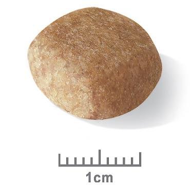 Royal Canin Miniature Schnauzer Adult 3kg - Just For Pets Australia