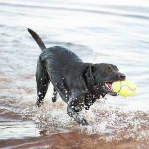 KONG Airdog Squeaker Football - Just For Pets Australia