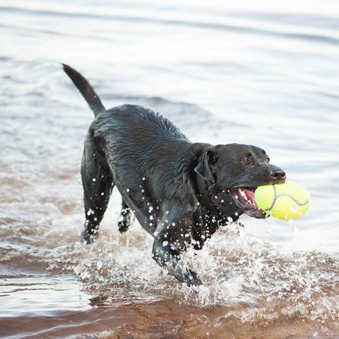 KONG Airdog Squeaker Football - Just For Pets Australia