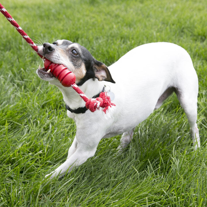 KONG Dental with Rope - Just For Pets Australia