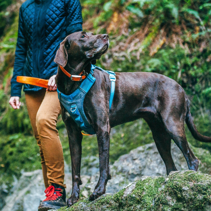 Kurgo Journey Air Dog Harness - Just For Pets Australia