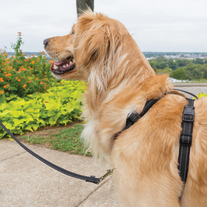 PetSafe® 3 in 1 Harness and Car Restraint, Black - Just For Pets Australia