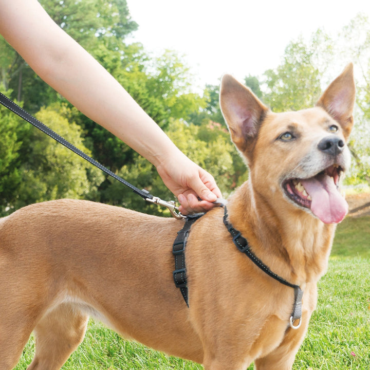 PetSafe® 3 in 1 Harness and Car Restraint, Black - Just For Pets Australia