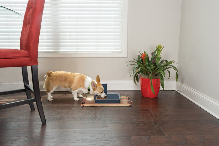 PetSafe® Digital Two Meal Pet Feeder - Just For Pets Australia