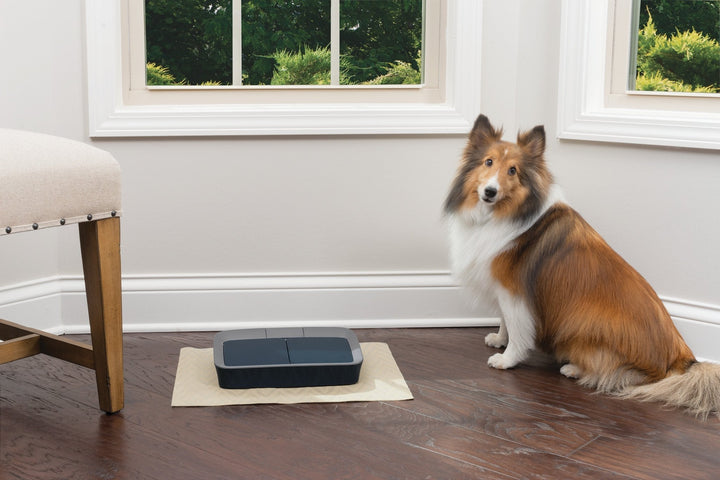 PetSafe® Digital Two Meal Pet Feeder - Just For Pets Australia