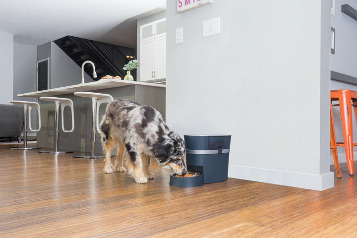 PetSafe® Smart Feed Automatic Dog and Cat Feeder - Just For Pets Australia