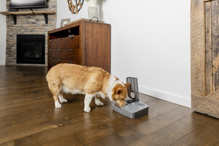 PetSafe® Automatic 2 Meal Pet Feeder - Just For Pets Australia