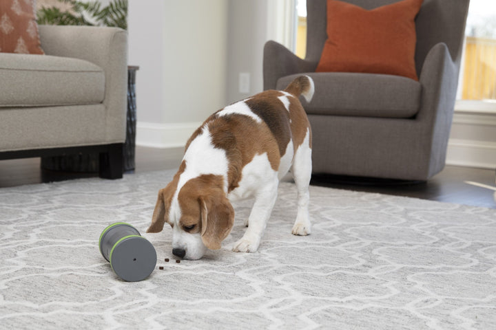 PetSafe® Kibble Chase™ Roaming Treat Dispenser - Just For Pets Australia