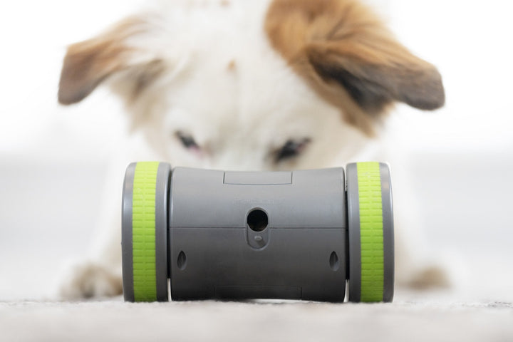 PetSafe® Kibble Chase™ Roaming Treat Dispenser - Just For Pets Australia