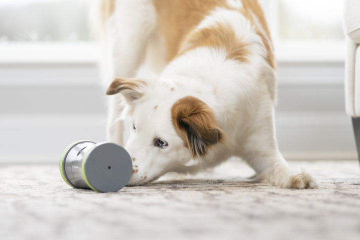 PetSafe® Kibble Chase™ Roaming Treat Dispenser - Just For Pets Australia