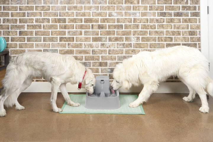 PetSafe® Drinkwell® Pet Fountain - Just For Pets Australia