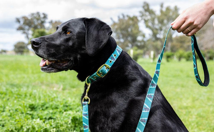 Anipal Kylo the Koala Dog Lead - Just For Pets Australia