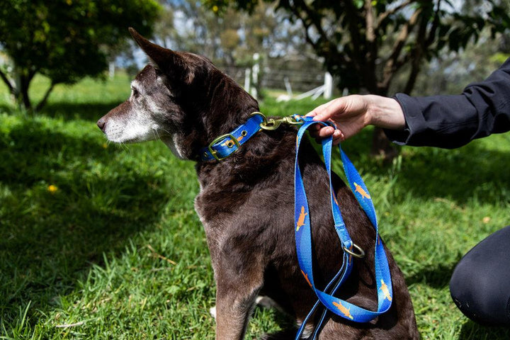 Anipal Piper the Platypus Dog Lead - Just For Pets Australia