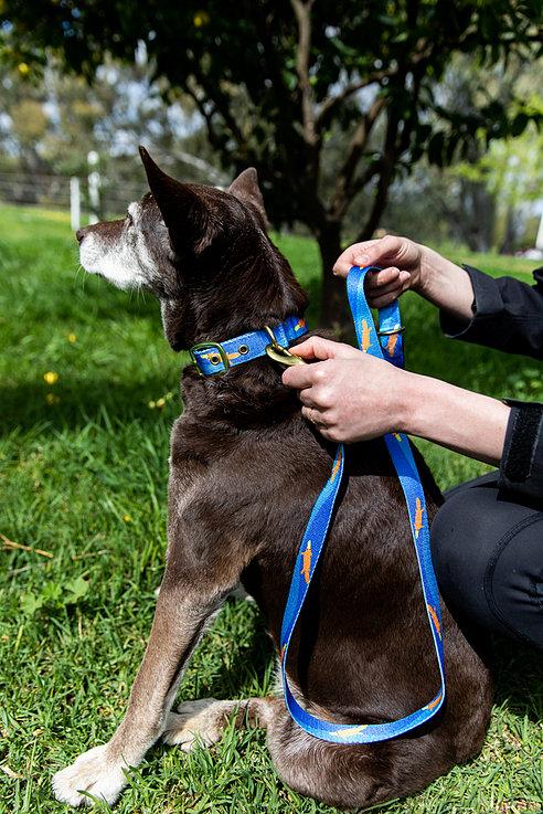 Anipal Piper the Platypus Dog Collar - Just For Pets Australia