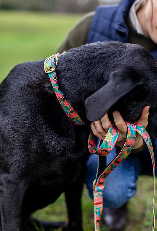 Anipal Clancy the Black Cockatoo Dog Lead - Just For Pets Australia