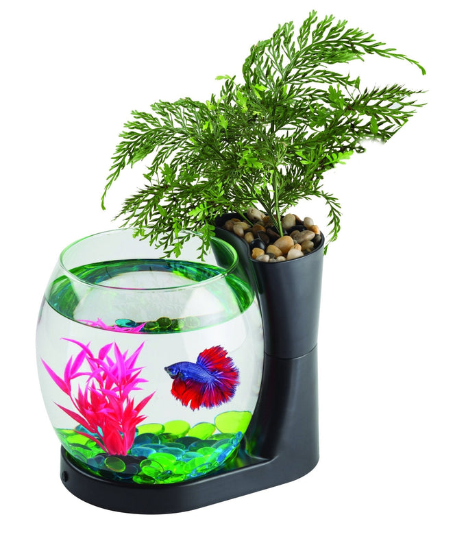 Blue Planet Betta Planter Black 1Lt - Just For Pets Australia