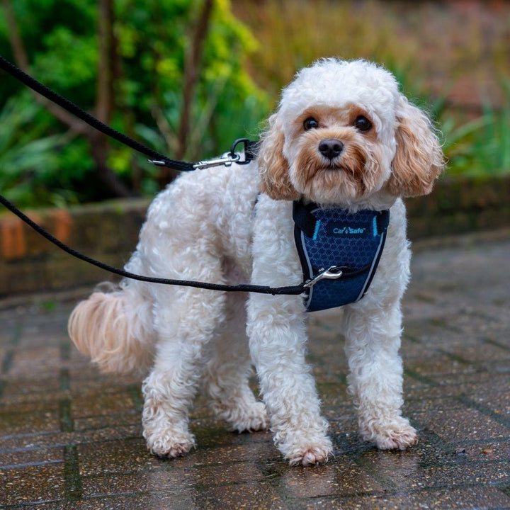 CarSafe Crash Tested Harness - Just For Pets Australia