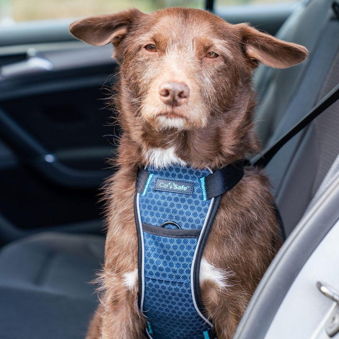 CarSafe Crash Tested Harness - Just For Pets Australia