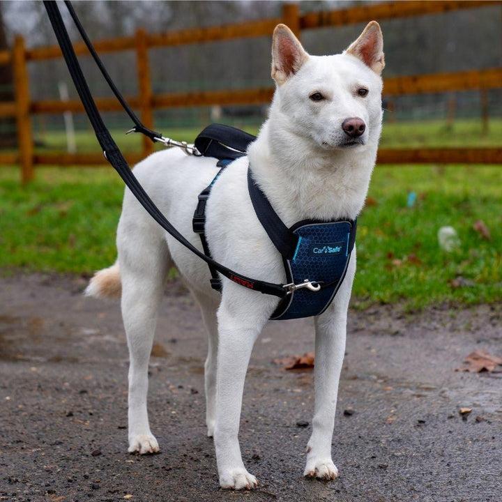 CarSafe Crash Tested Harness - Just For Pets Australia