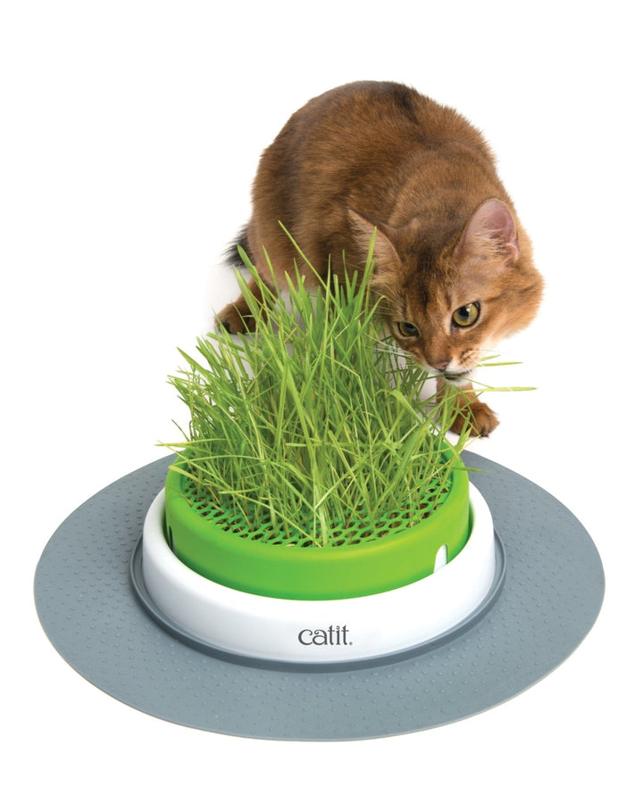 Catit Senses Grass Planter - Just For Pets Australia