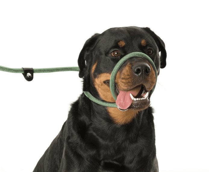 Company of Animal 3 in 1 Slip Lead Black Large 1.7Mtr - Just For Pets Australia