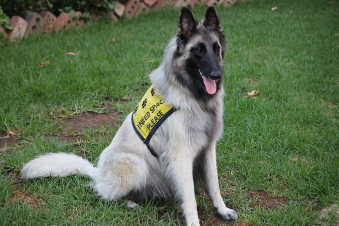 Gentle Leader I Need Space Vest - Just For Pets Australia