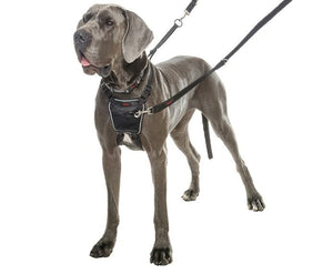 Halti No Pull Harness - Just For Pets Australia