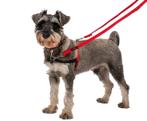 Halti Training Lead - Just For Pets Australia