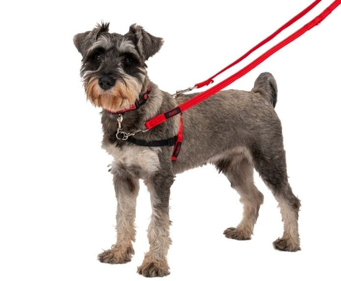 Halti Training Lead - Just For Pets Australia