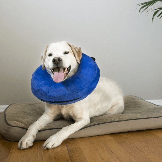 KONG Cloud Collar - Just For Pets Australia