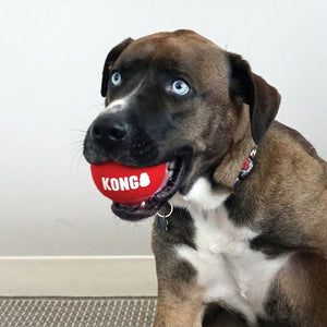 KONG Signature Sports Balls - Just For Pets Australia