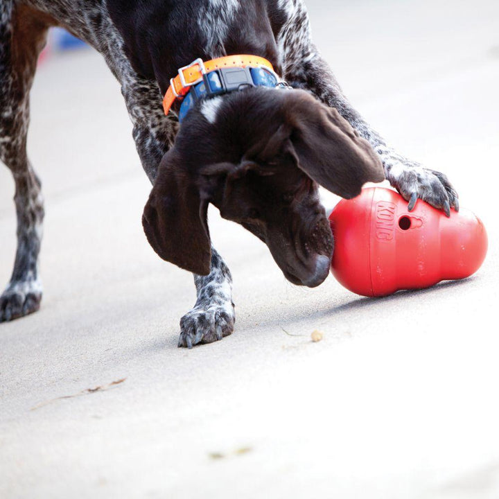 KONG Wobbler - Just For Pets Australia