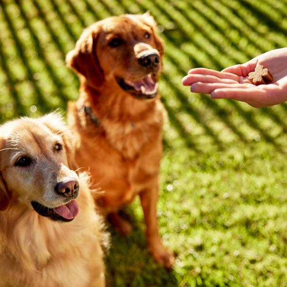 ZamiPet Complete Care Multi - Just For Pets Australia