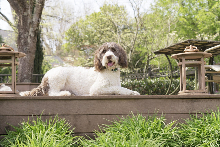 PetSafe® Bark Collar - Just For Pets Australia