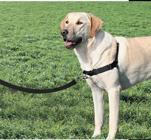 PetSafe® Easy Walk™ Harness Black - Just For Pets Australia