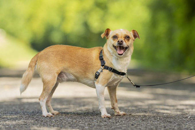 PetSafe® Easy Walk™ Harness Black - Just For Pets Australia