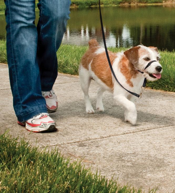 PetSafe® Easy Walk™ Headcollar Black - Just For Pets Australia