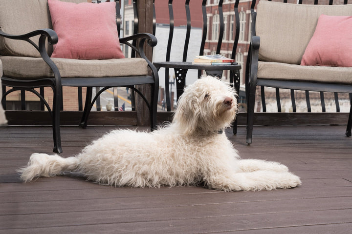 PetSafe® Lite Rechargeable Bark Collar - Just For Pets Australia