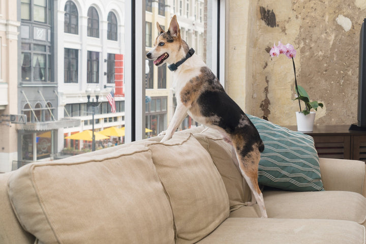 PetSafe® Rechargeable Bark Control - Just For Pets Australia