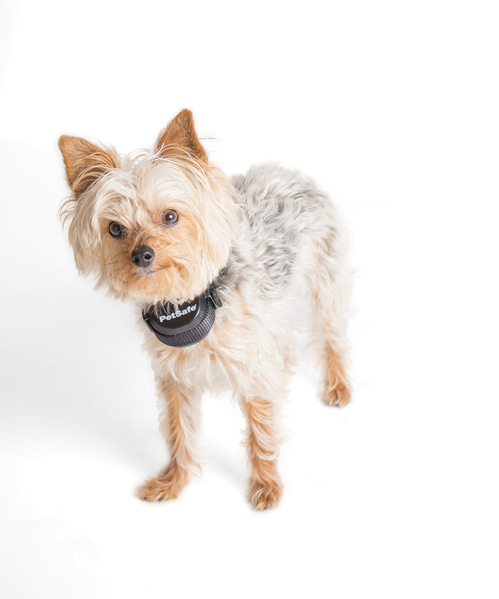 PetSafe® Stay & Play™ Compact Wireless Fence - Just For Pets Australia