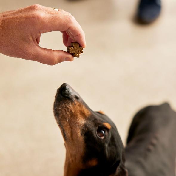 ZamiPet Senior Support 60 Chews - Just For Pets Australia