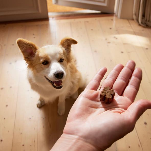 ZamiPet Skin, Coat & Nails 60 Chews - Just For Pets Australia