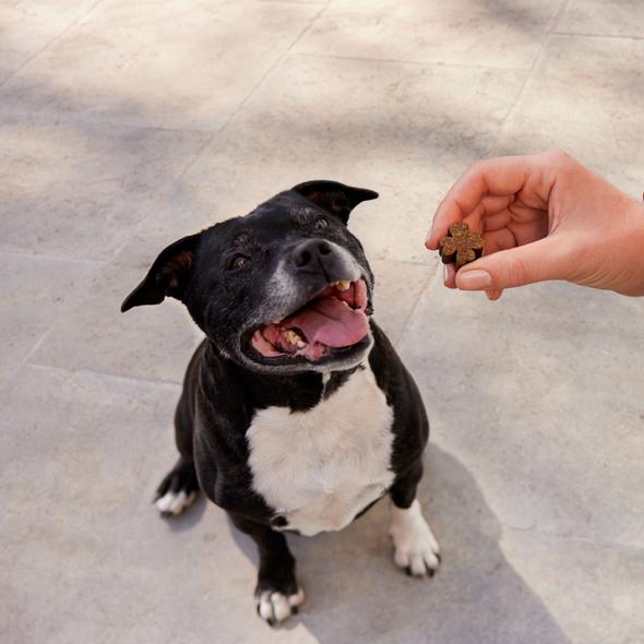 ZamiPet Urinary Support 60 Chews - Just For Pets Australia